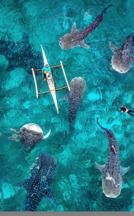 Condotel Dc Marina Spatial Felinvest Dumaguete City Eksteriør bilde